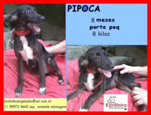 Cachorro raça SRD idade 7 a 11 meses nome Pipoca