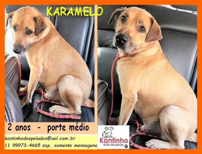 Cachorro raça SRD idade 2 anos nome Karamelo