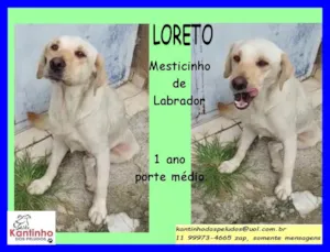 Cachorro raça SRD idade 1 ano nome Loreto