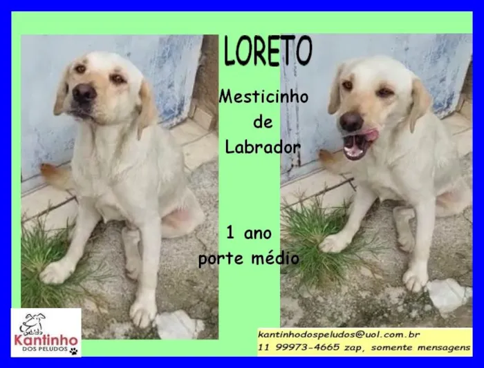Cachorro raça SRD idade 1 ano nome Loreto