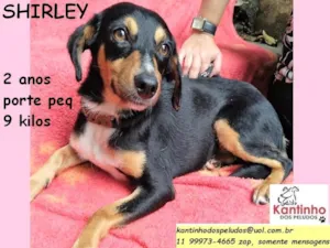Cachorro raça SRD idade 2 anos nome Shirley