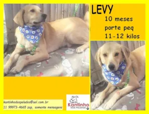 Cachorro raça SRD idade 7 a 11 meses nome Levy