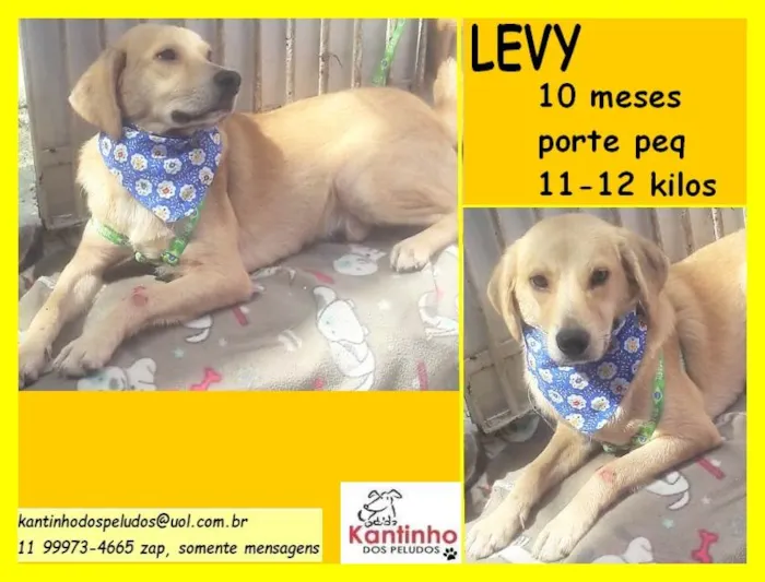 Cachorro ra a SRD idade 7 a 11 meses nome Levy