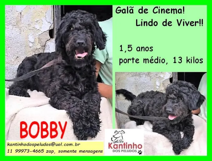 Cachorro ra a SRD idade 1 ano nome Bobby