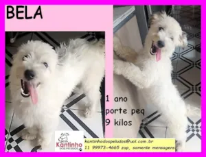 Cachorro raça SRD idade 1 ano nome Bela
