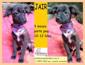 Cachorro raça SRD idade 2 a 6 meses nome Jair