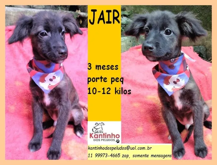 Cachorro raça SRD idade 2 a 6 meses nome Jair