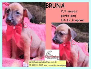 Cachorro raça SRD idade 2 a 6 meses nome Bruna