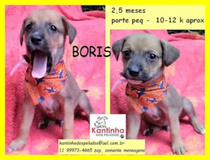 Cachorro raça SRD idade 2 a 6 meses nome Boris