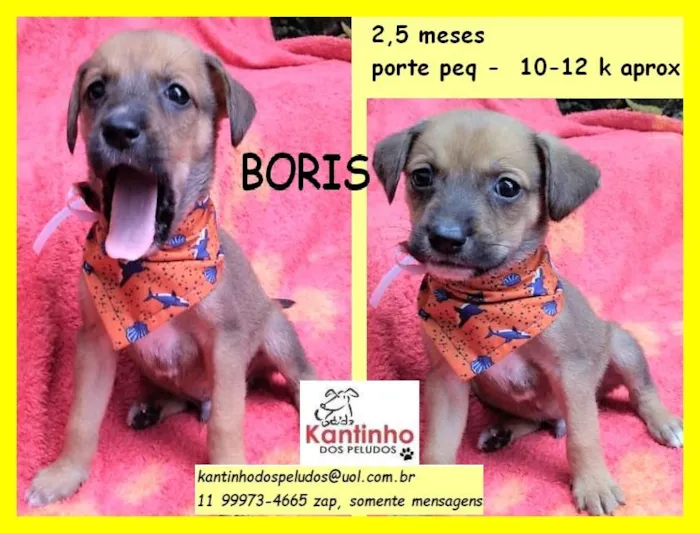 Cachorro raça SRD idade 2 a 6 meses nome Boris