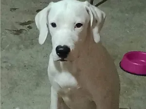 Cachorro raça SRD  idade 7 a 11 meses nome Apollo