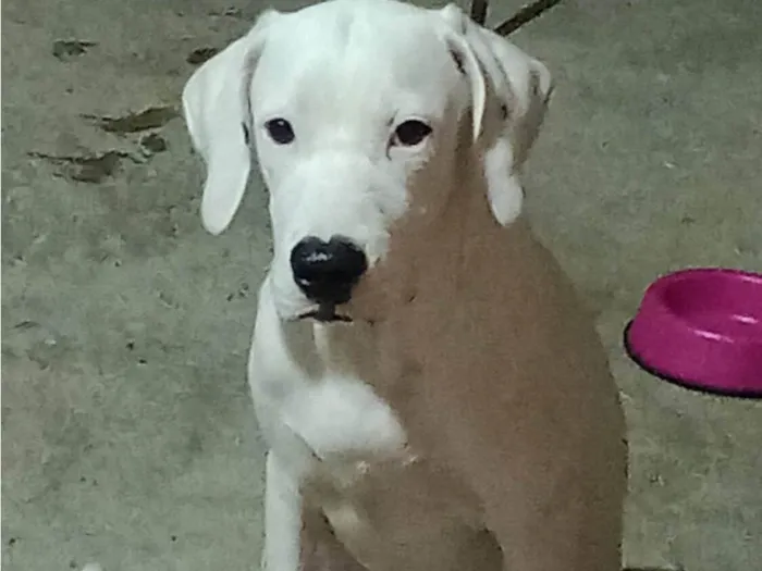 Cachorro ra a SRD  idade 7 a 11 meses nome Apollo