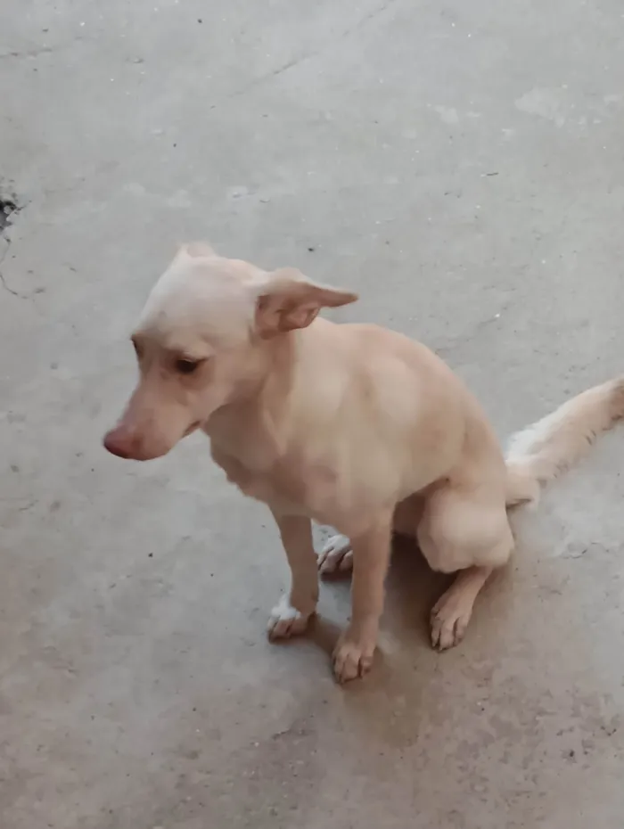 Cachorro ra a SRD  idade 7 a 11 meses nome Cristal