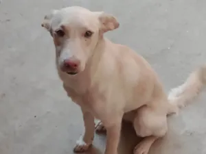 Cachorro raça SRD  idade 7 a 11 meses nome Cristal