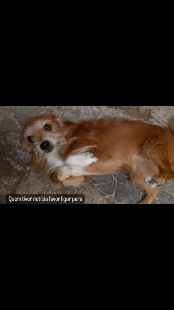 Cachorro ra a Srd idade 6 ou mais anos nome GRATIFICA - Mel