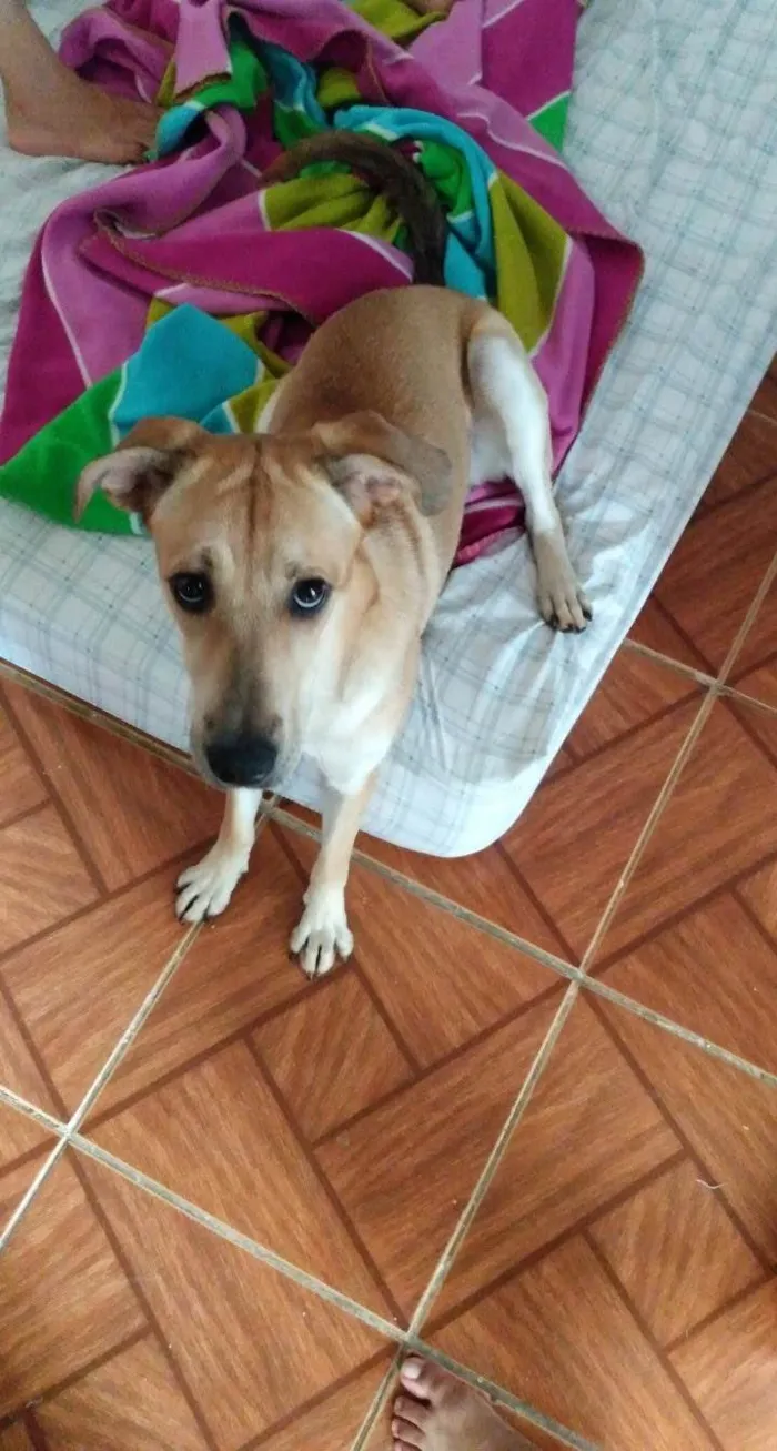 Cachorro ra a Não definida idade 5 anos nome Kiara