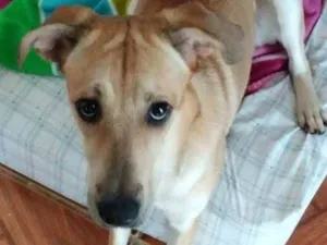 Cachorro raça Não definida idade 5 anos nome Kiara