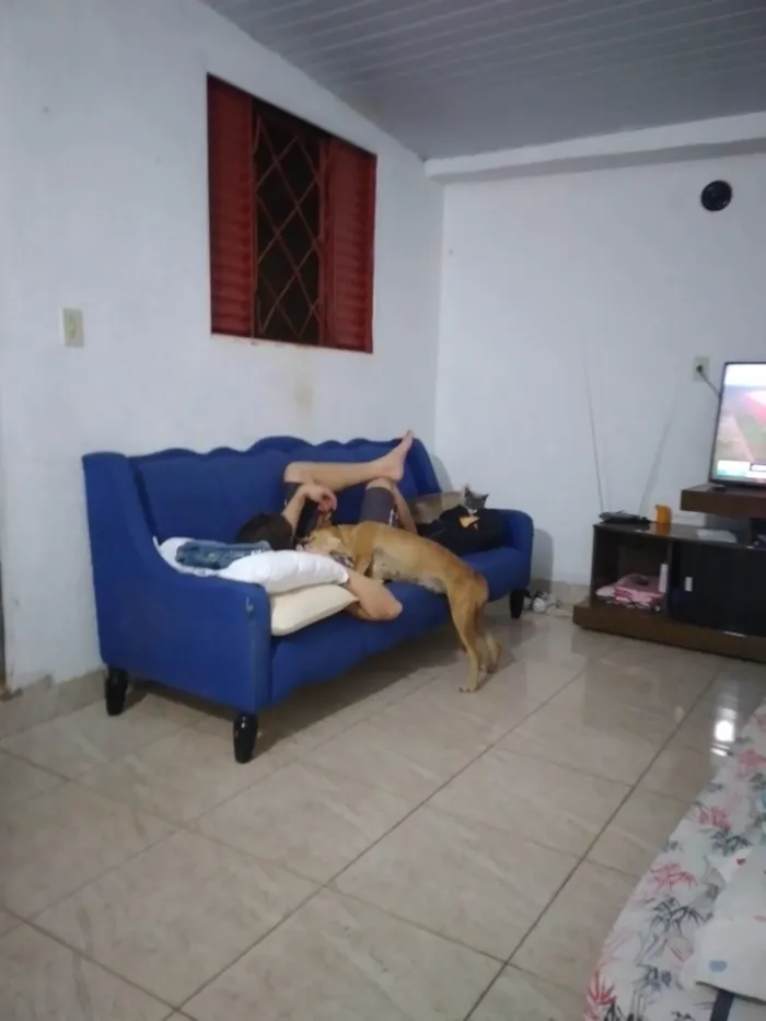 Cachorro ra a Não definida idade 4 anos nome Ninha 