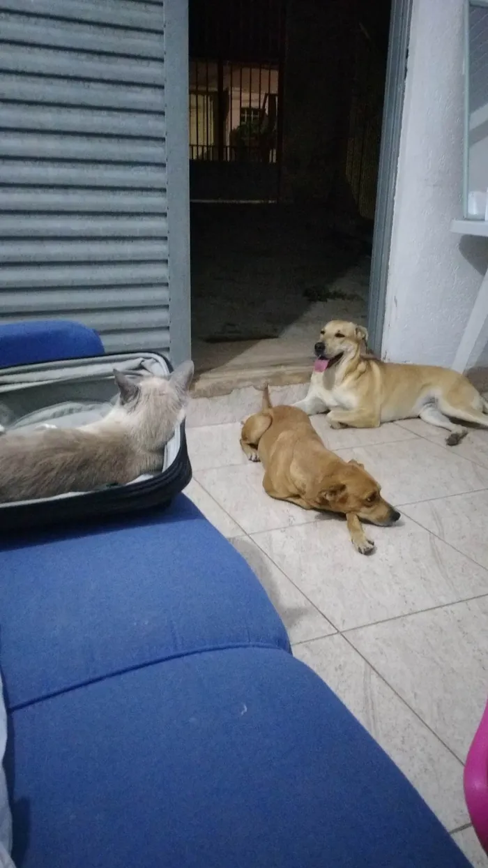 Cachorro ra a Não definida idade 4 anos nome Ninha 