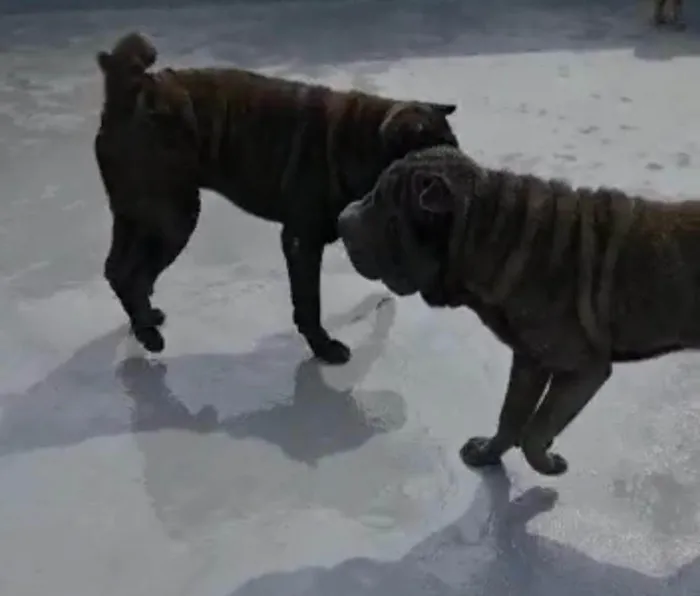 Cachorro ra a SharPei idade 2 anos nome Babylook