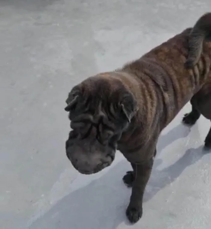 Cachorro ra a SharPei idade 2 anos nome Babylook