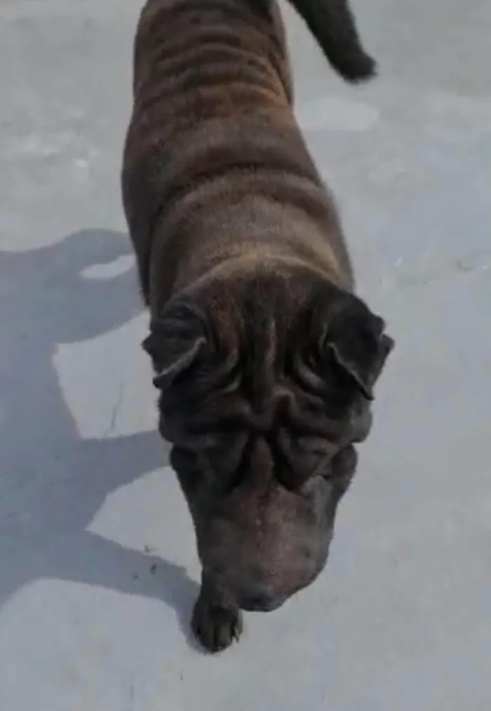 Cachorro ra a SharPei idade 2 anos nome Babylook