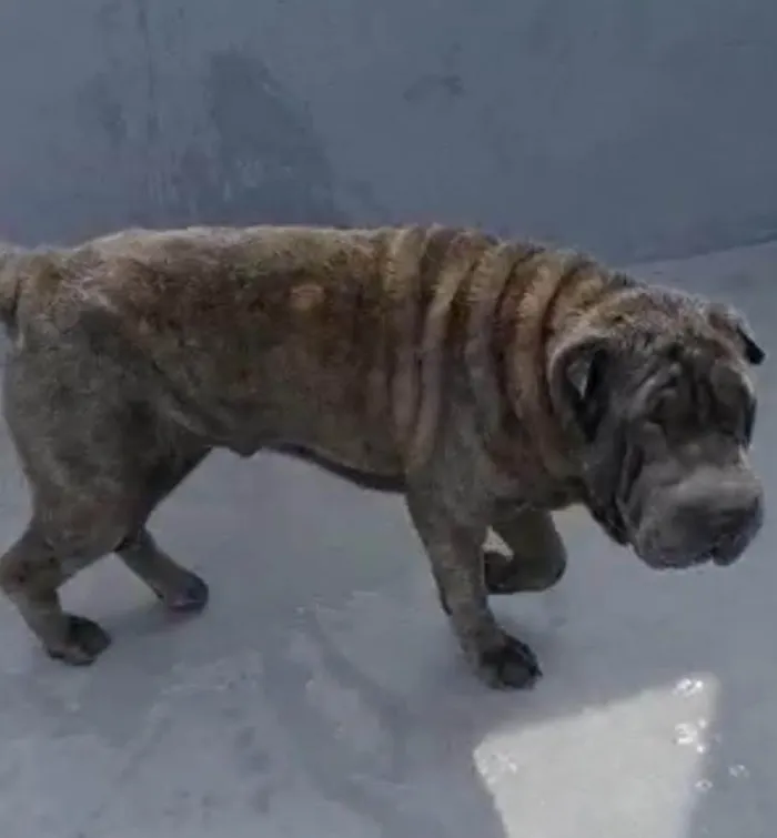 Cachorro ra a SharPei idade 2 anos nome Babylook