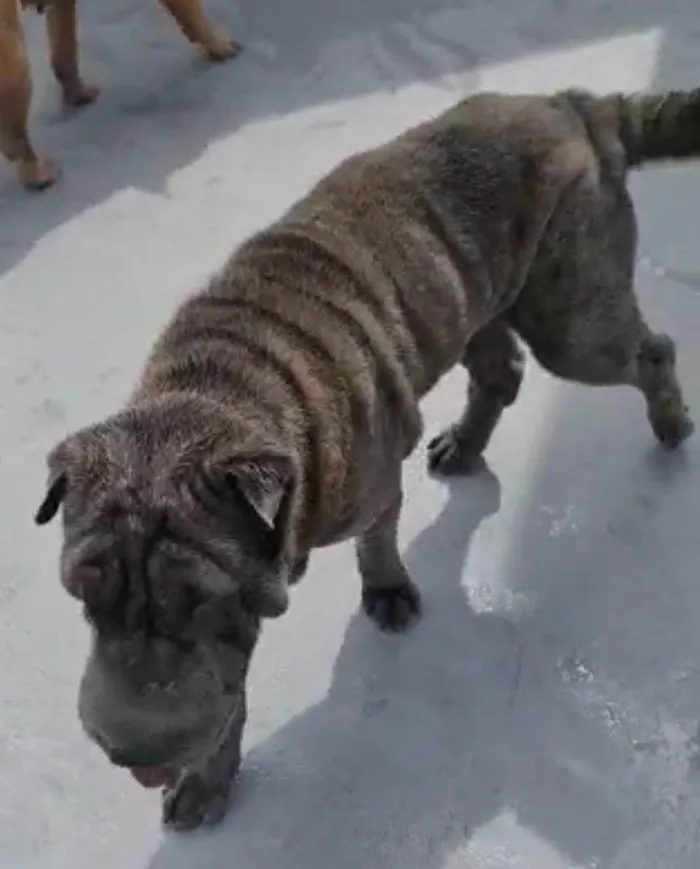 Cachorro ra a SharPei idade 2 anos nome Babylook