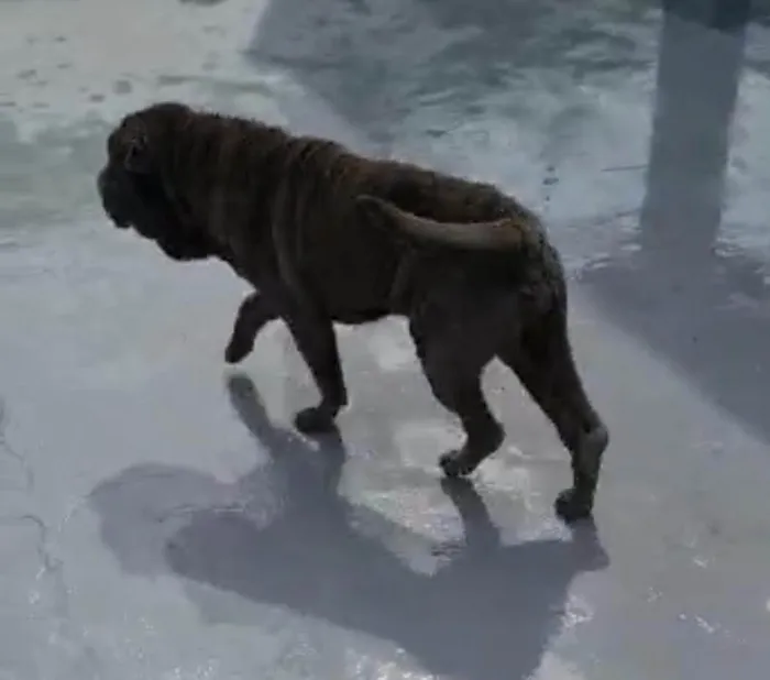 Cachorro ra a SharPei idade 2 anos nome Babylook