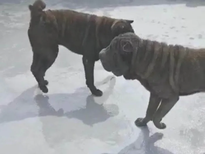 Cachorro ra a SharPei idade 2 anos nome Babylook