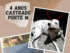 Cachorro raça Dálmata idade 4 anos nome Rick