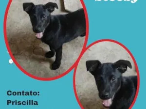 Cachorro raça SRD idade 2 a 6 meses nome Scooby