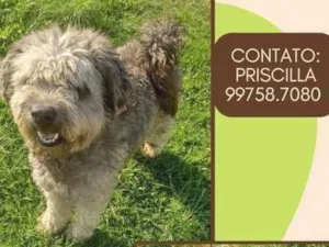 Cachorro raça SRD idade 3 anos nome Dudu