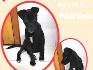 Cachorro raça SRD idade 2 a 6 meses nome Patrícia