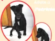 Cachorro raça SRD idade 2 a 6 meses nome Patrícia
