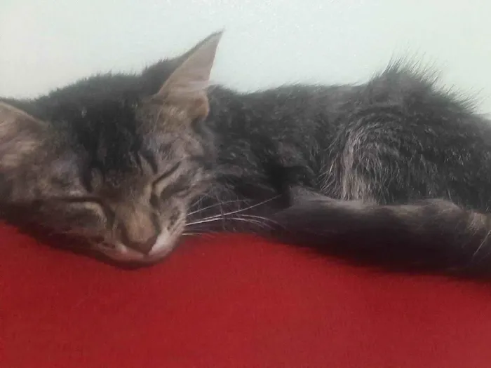 Gato ra a  idade 2 a 6 meses nome Maria