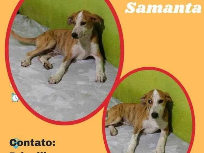Cachorro raça SRD idade 7 a 11 meses nome Samanta