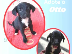Cachorro raça SRD idade 2 a 6 meses nome Otto