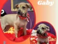 Cachorro raça SRD idade 2 a 6 meses nome Gaby
