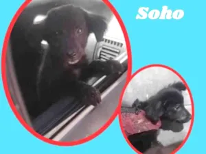 Cachorro raça SRD idade 2 a 6 meses nome Soho