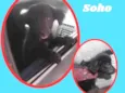 Cachorro raça SRD idade 2 a 6 meses nome Soho