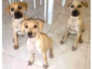 Cachorro raça SRD-ViraLata idade 2 a 6 meses nome Não tem