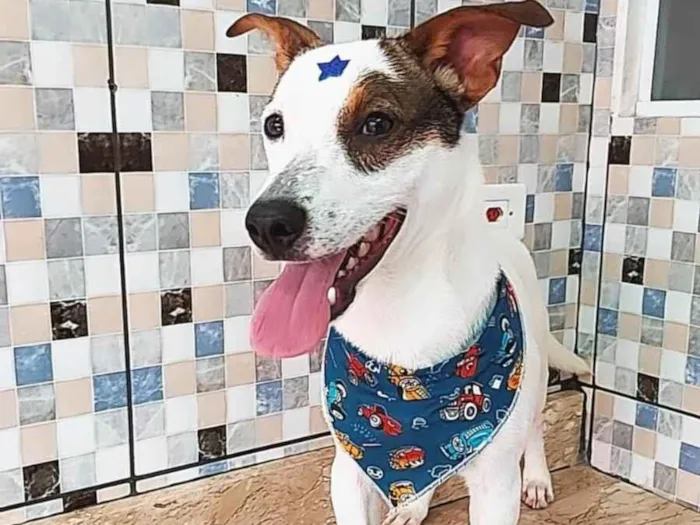 Cachorro raça SRD-ViraLata idade 7 a 11 meses nome Apollo 
