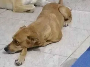 Cachorro raça Não definida idade 4 anos nome Ninha 