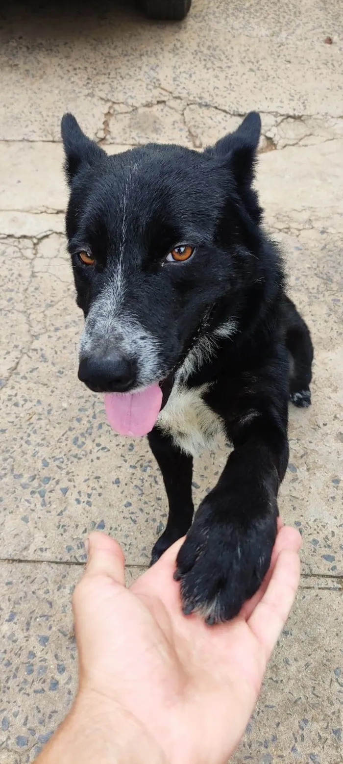 Cachorro ra a Mix de Blue Heeler ou Border Collie idade 2 anos nome Toyota