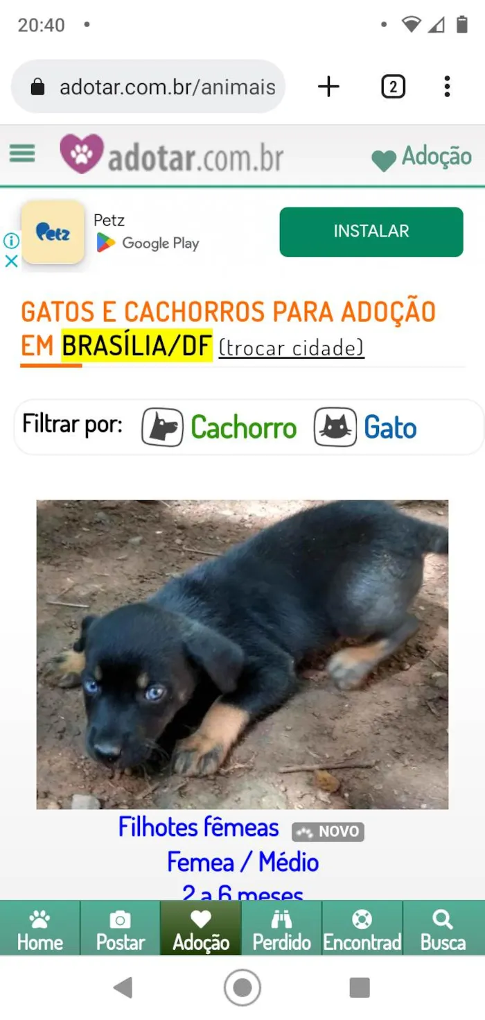 Cachorro ra a Indefinida  idade 2 a 6 meses nome Filhotes fêmeas 