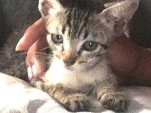 Gato raça  idade Abaixo de 2 meses nome Tarzan