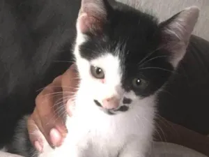 Gato raça  idade Abaixo de 2 meses nome Flocos