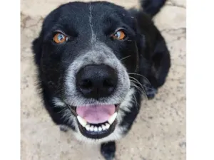 Cachorro raça Mix de Blue Heeler ou Border Collie idade 2 anos nome Toyota