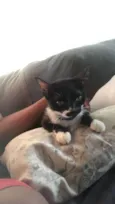 Polly